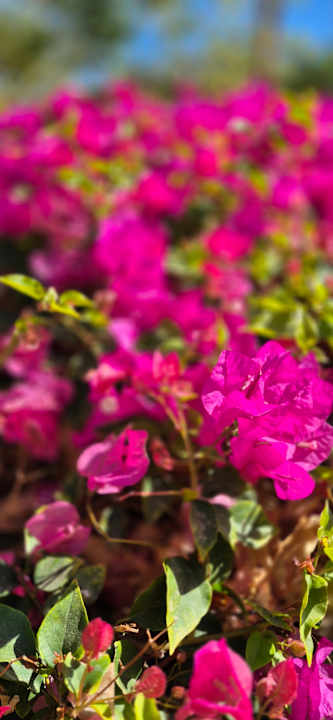 Gartenanlage Three Corners Sea Beach Resort