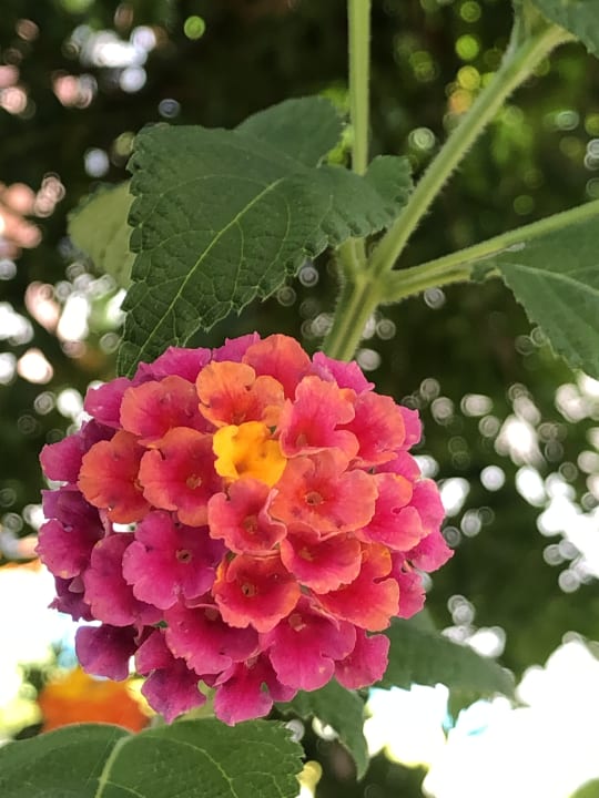 Sonstiges Belek Beach Resort Hotel