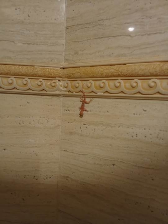 Zimmer Coral Hills Resorts & SPA