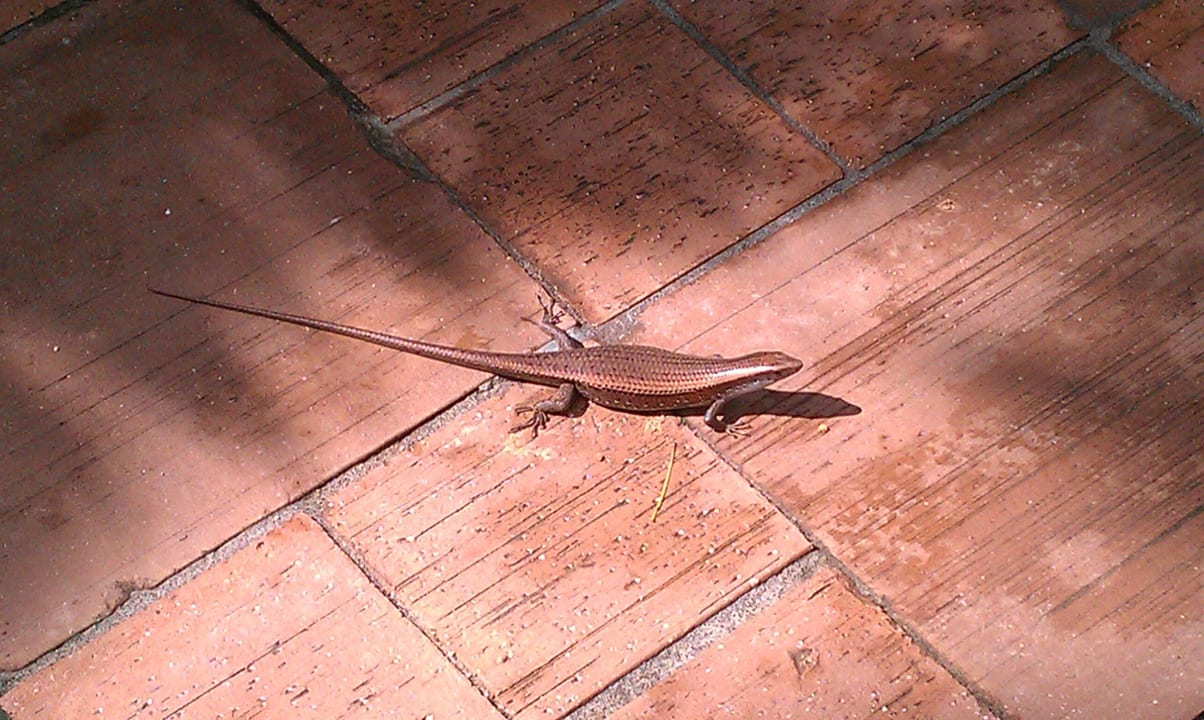 Tier in Gartenanlage Khaolak Laguna Resort