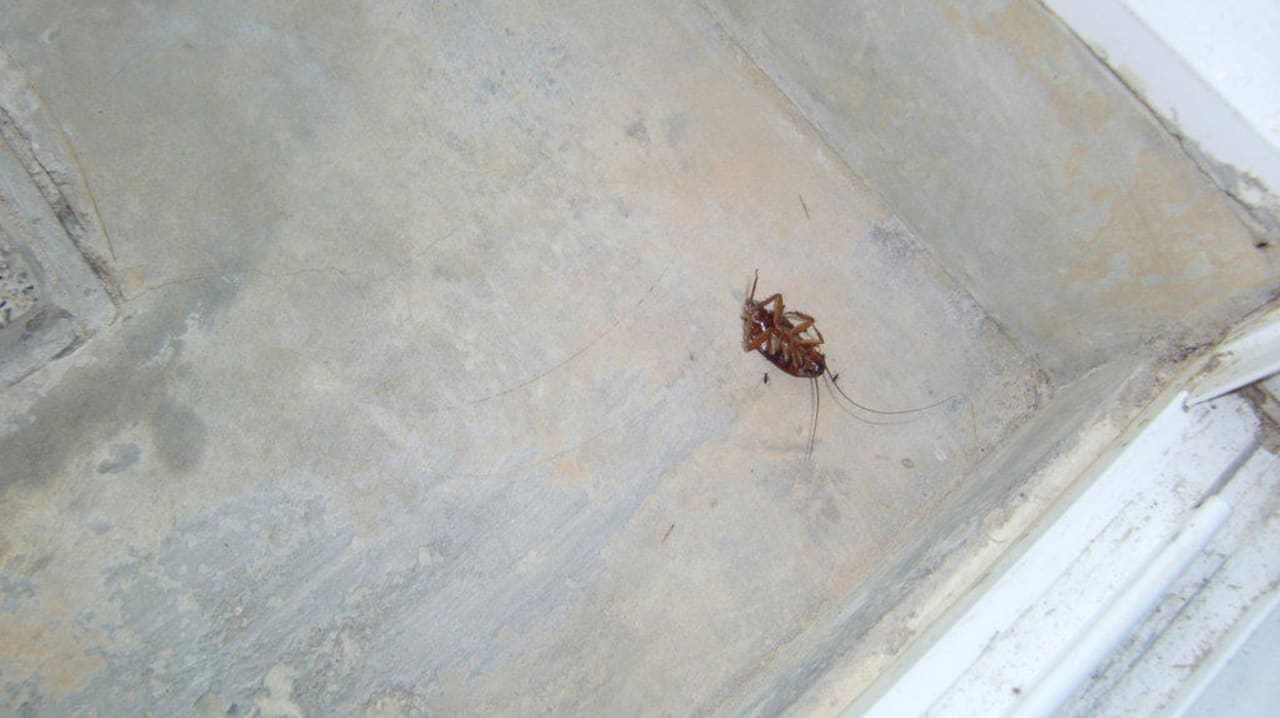 Viele Insekten Hotel Sugar Palm Grand Hillside