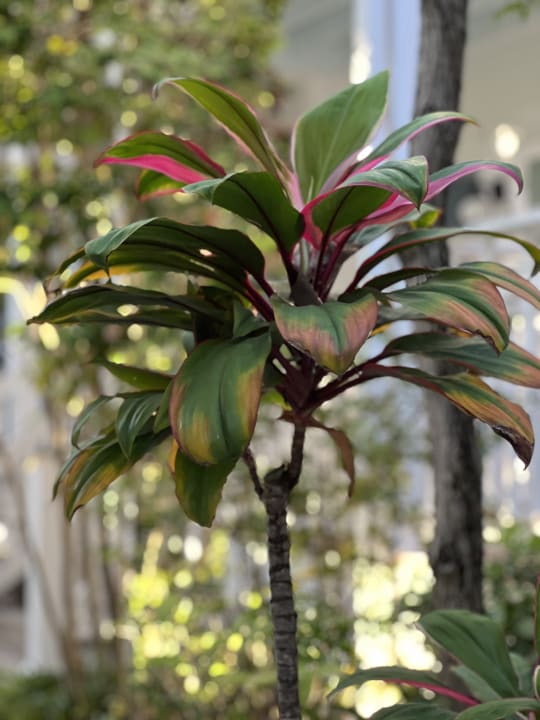 Gartenanlage Parrot Key Hotel & Resort