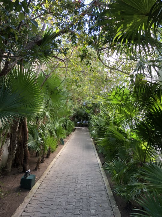 Gartenanlage Grand Sirenis Riviera Maya Resort & Spa