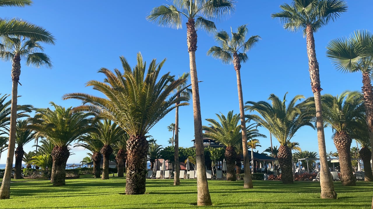 Gartenanlage Hotel Riu Palace Tenerife