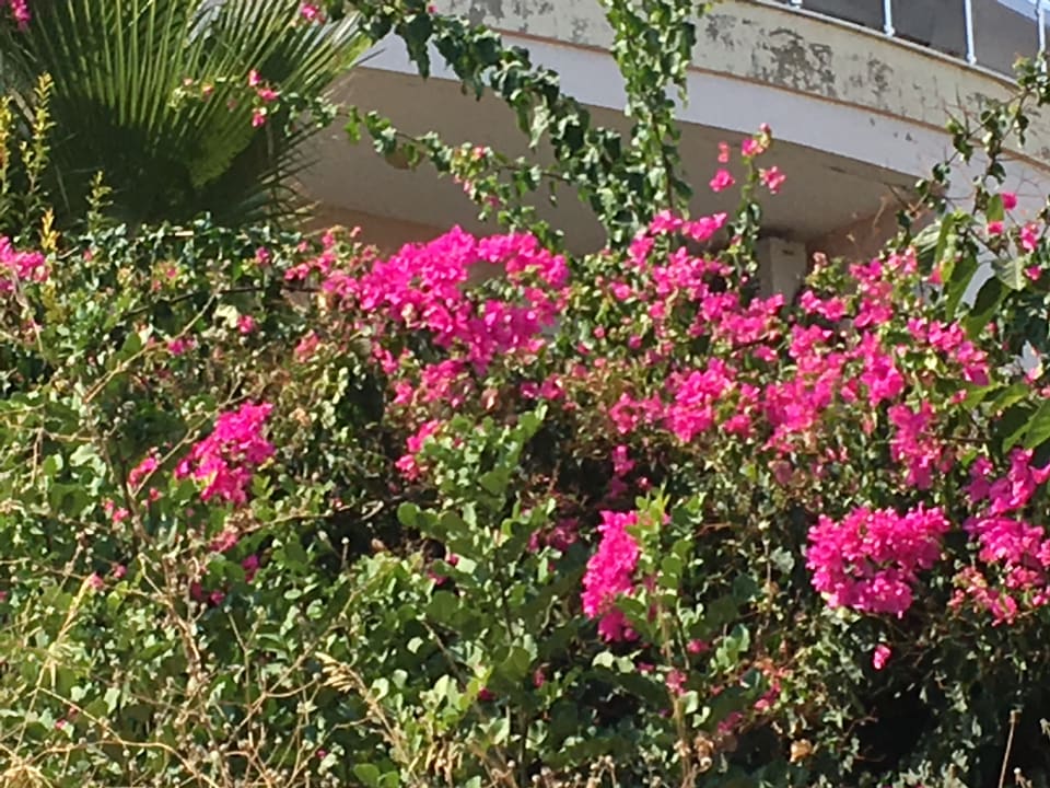 Garten La Finca Marina