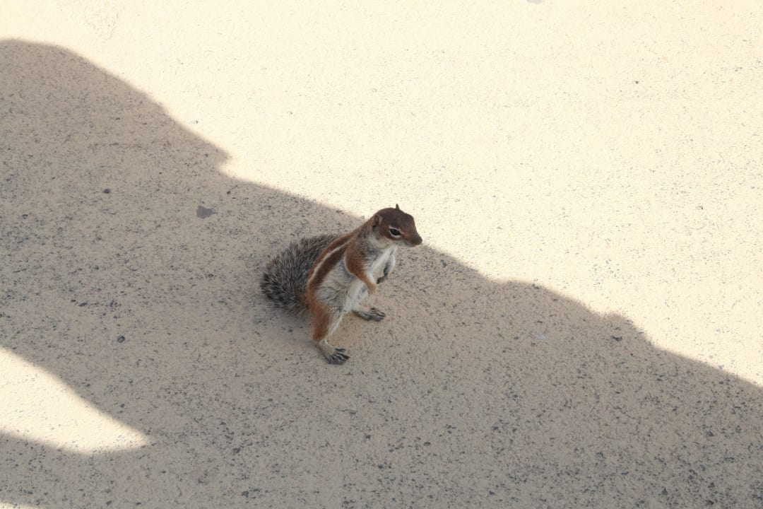 Streifenhörnchen H10 Playa Esmeralda - Adults only