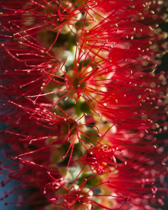 Blüten wie Pfeifenreiniger Limak Limra Hotel & Resort