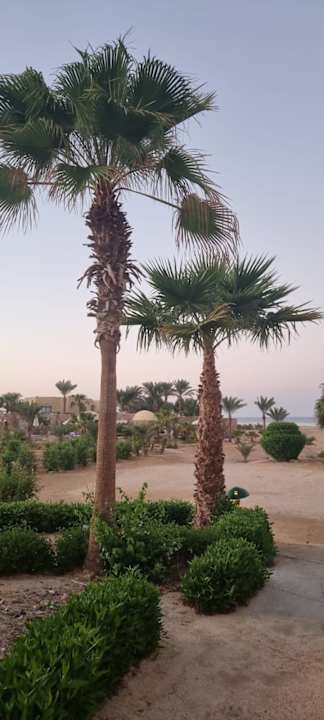 Gartenanlage Three Corners Fayrouz Plaza Beach Resort