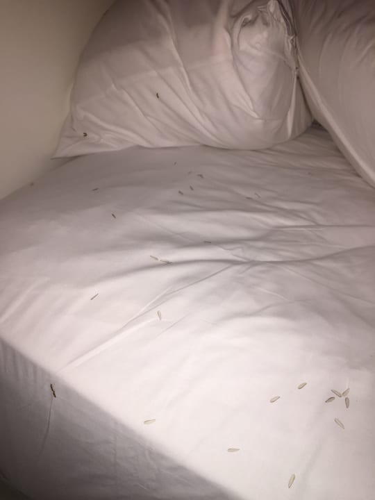 Zimmer Paradisus Punta Cana Resort (Im Umbau/Renovierung)