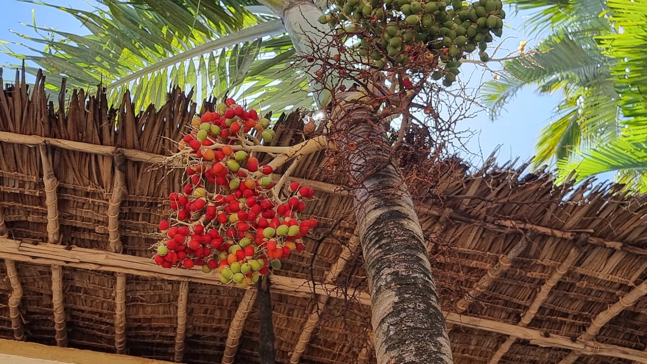 Gartenanlage Bahari Beach Hotel