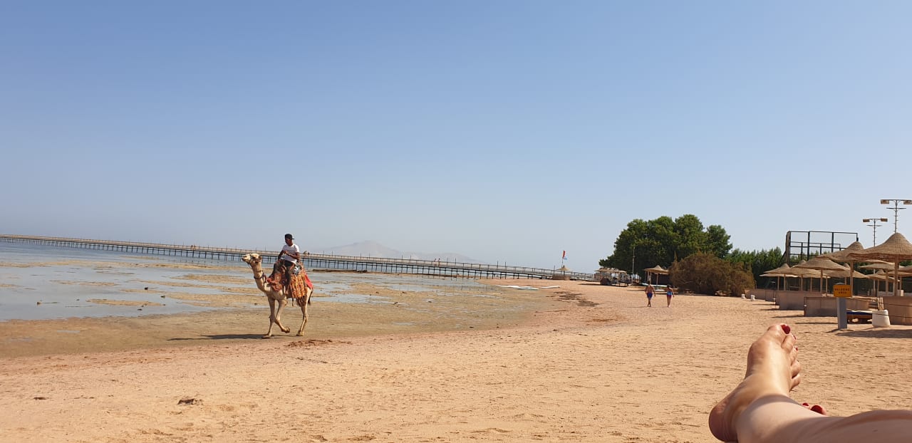 Strand Pickalbatros Royal Moderna Resort-Sharm El Sheikh