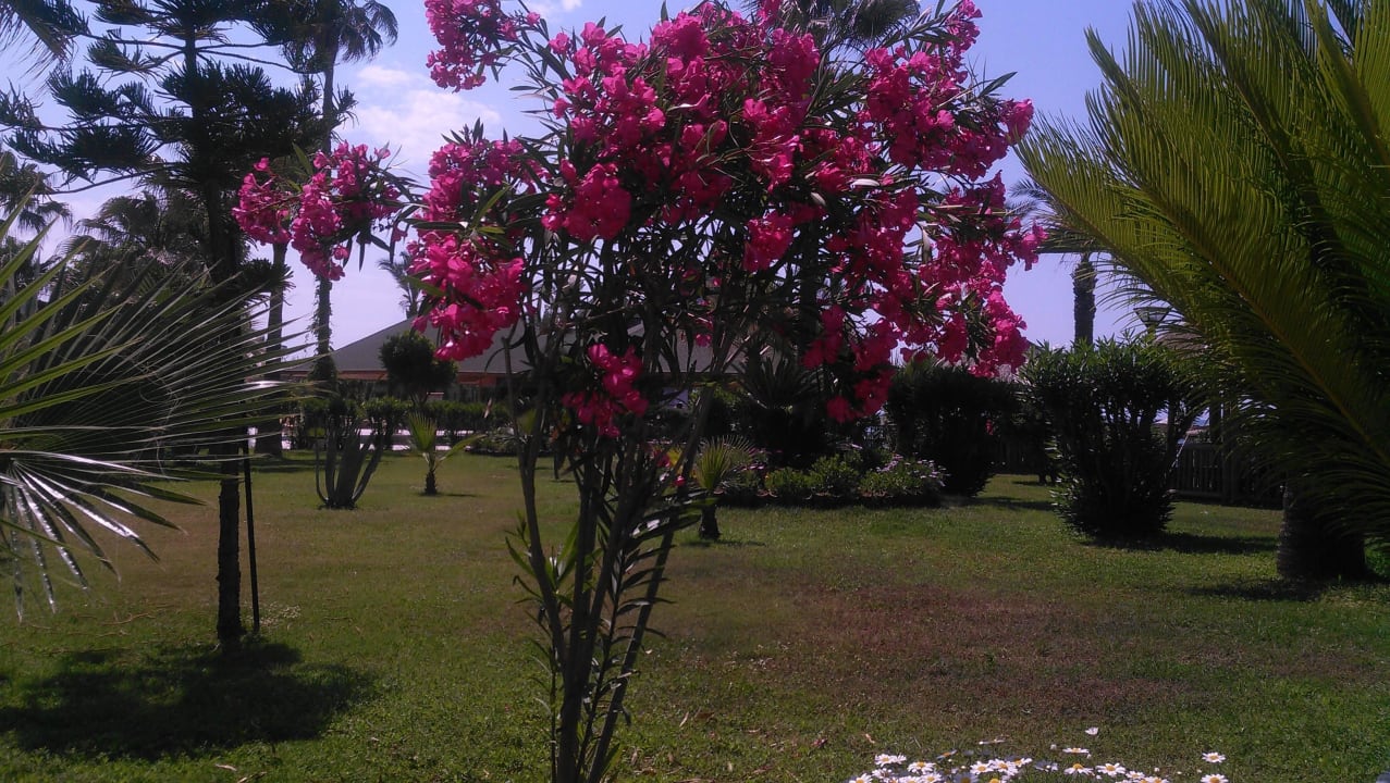 Парковая зона Saphir Hotel & Villas