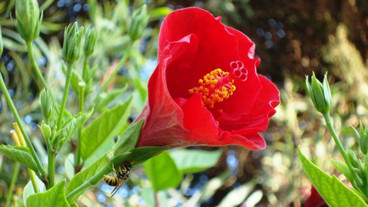 Duftender Garten Royal Lido Resort & Spa