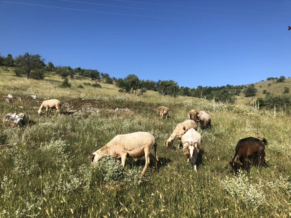 Sonstiges Acrotel Sofia's Guesthouse