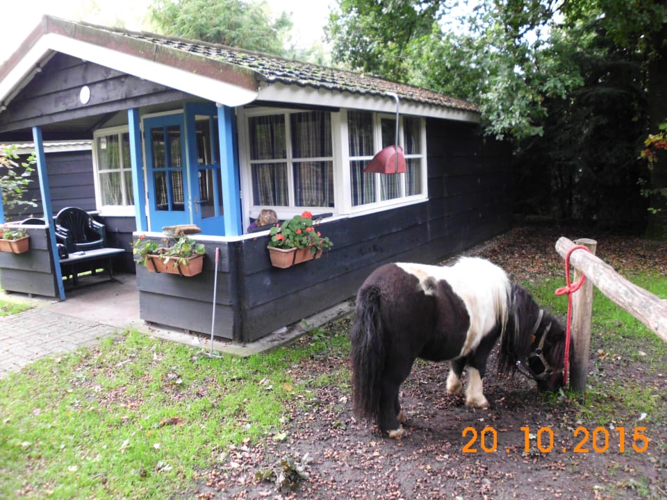Unser Pony "Dalli" auf der Buffalo-Ranch Freizeit- & Ferienpark Slagharen