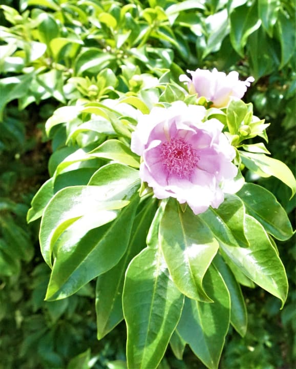 Gartenanlage Hotel Viva Dominicus Beach by Wyndham - All Inclusive Resort