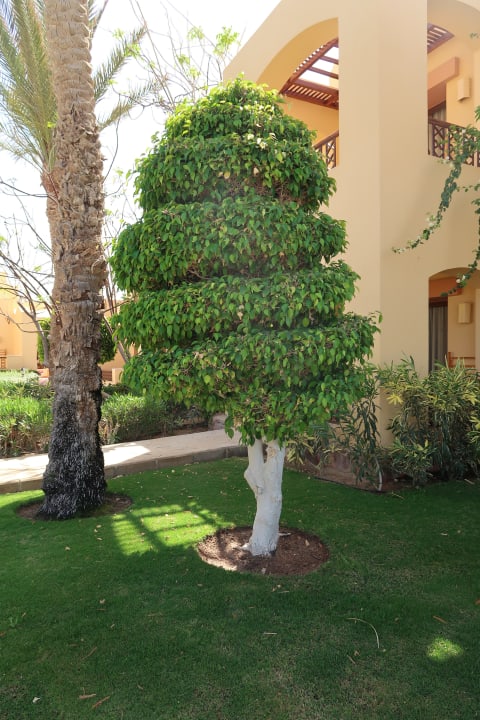 Gartenanlage Steigenberger Coraya Beach - Adults only