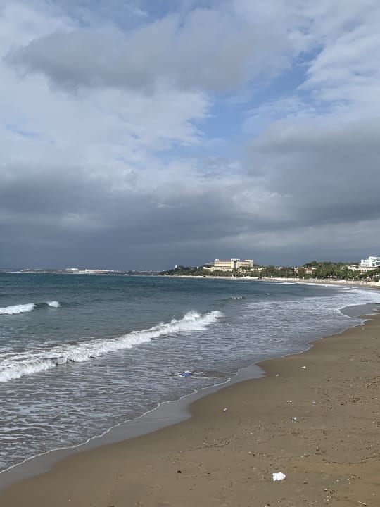 Strand Acanthus Cennet Barut Collection