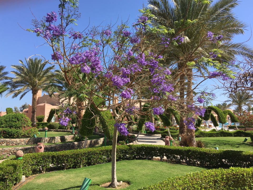 Gartenanlage Sentido Akassia Beach
