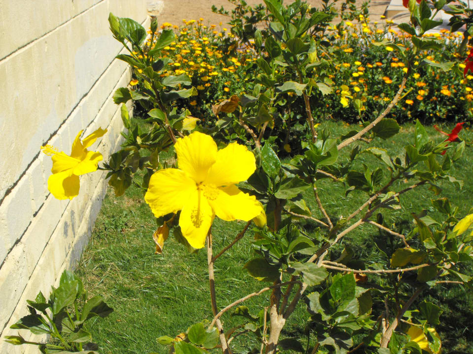 Blumen Pickalbatros Alf Leila Wa Leila Resort - Neverland Hurghada