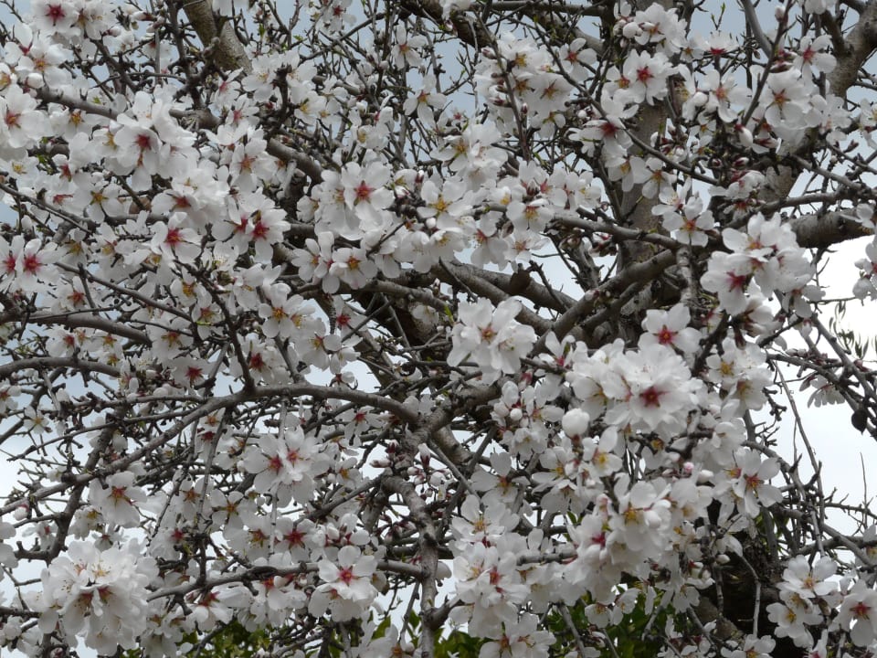 Blühender Mandelbaum Hotel Vibra Beverly Playa