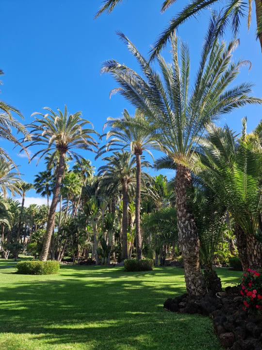 Gartenanlage Hotel Riu Palace Oasis