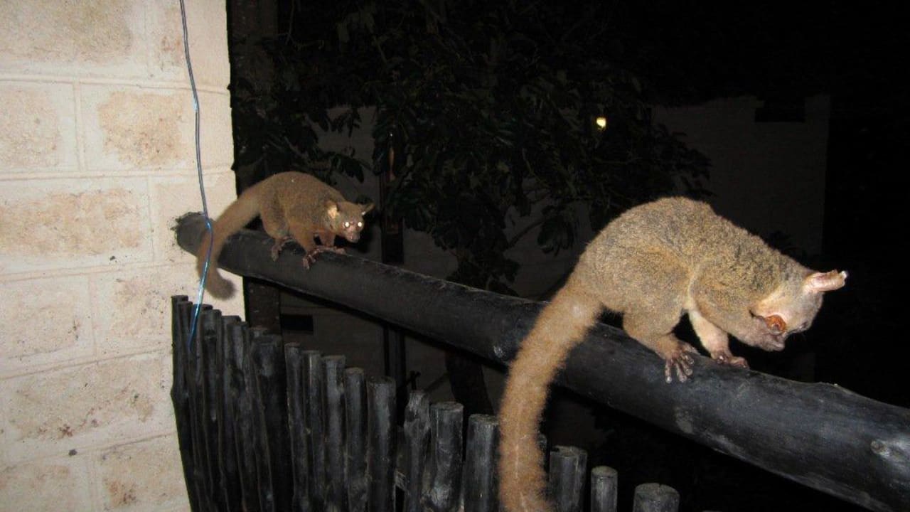 Buschweibchen am Balkon Baobab Holiday Resort
