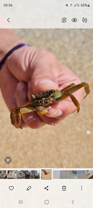 Strand JAZ Fanara Resort