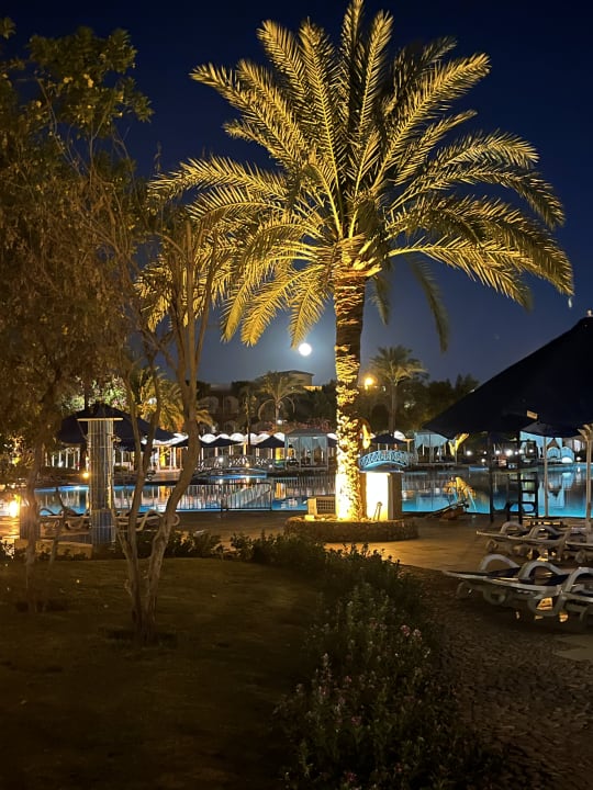 Gartenanlage Desert Rose