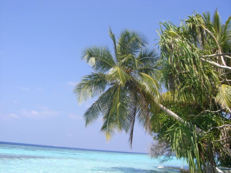 Ein Traum! Vilamendhoo Island Resort & Spa