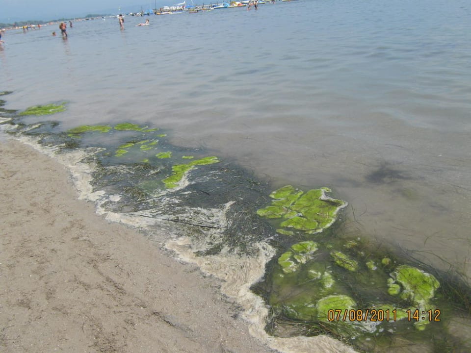 Algen und Seegras nach Unwetter am Vorabend Villaggio Residence Punta Spin
