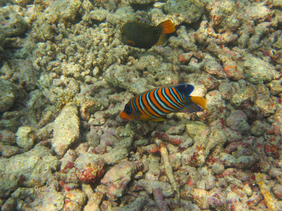 Drücker und Faunenfisch Adaaran Select Hudhuran Fushi - Premium All Inclusive