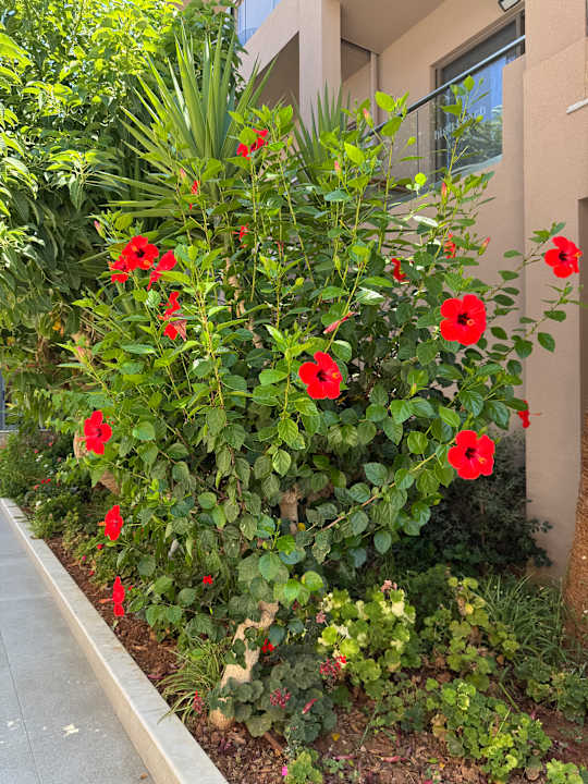 Gartenanlage High Beach Resort