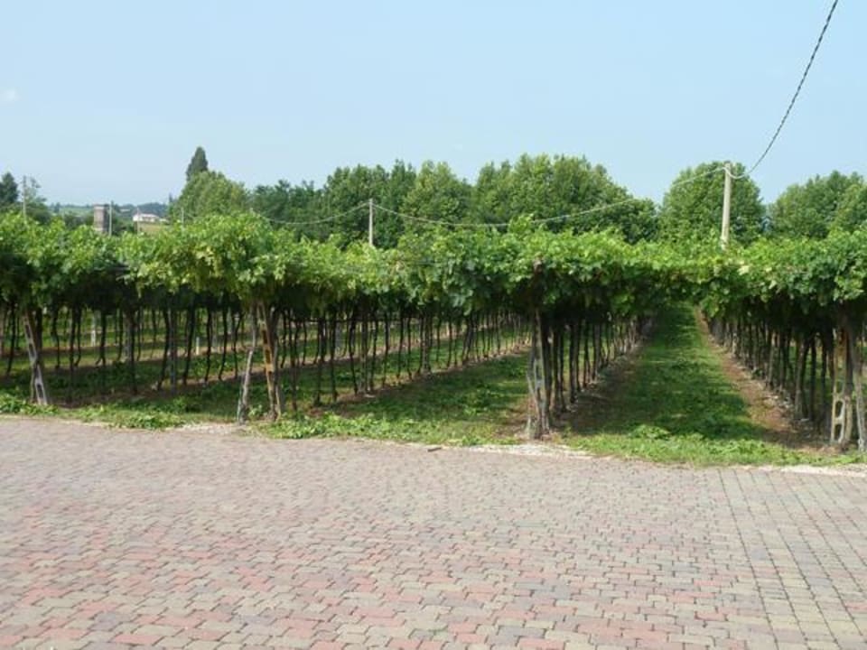 Weingarten Hotel Corte Pontigliardo