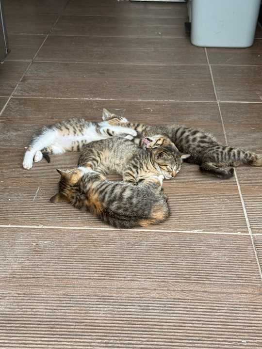 Sonstiges Adalya Elite Lara