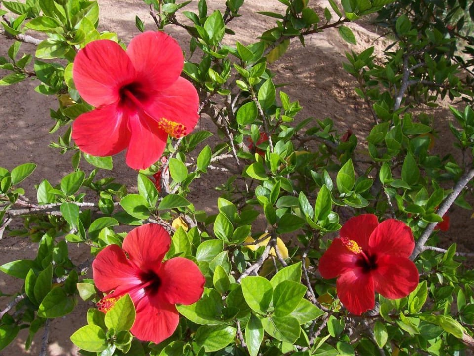 Hibiskusblüten Hotel Sangho Club Zarzis