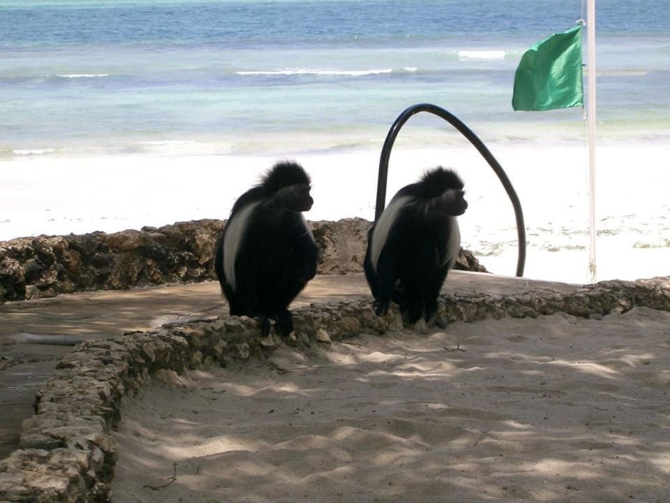Je später der Nachmittag, umso mehr Äffchen Kaskazi Beach Resort