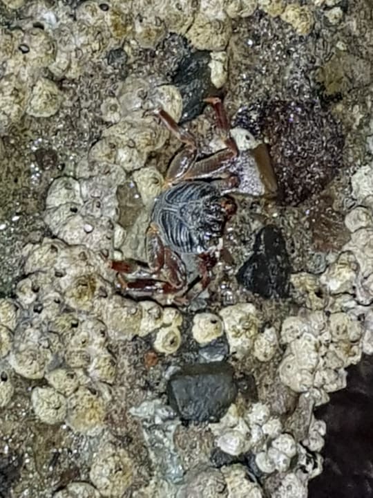 Strand Bel Air Azur Resort - Adults only