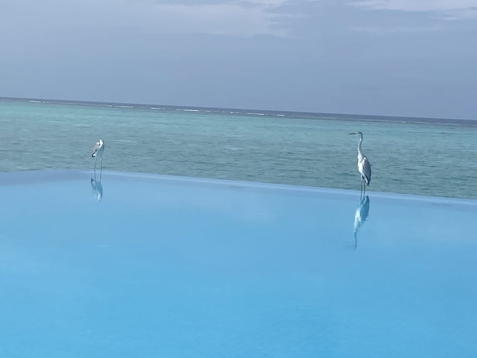 Strand Summer Island Maldives