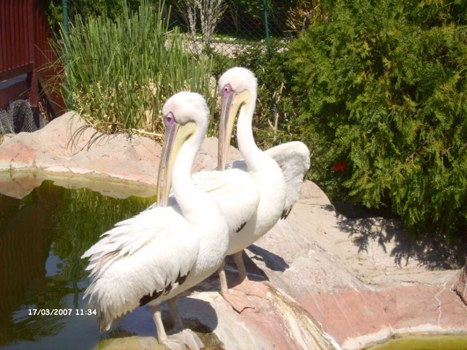 Das Pelikanpärchen im Alba Alba Resort Hotel
