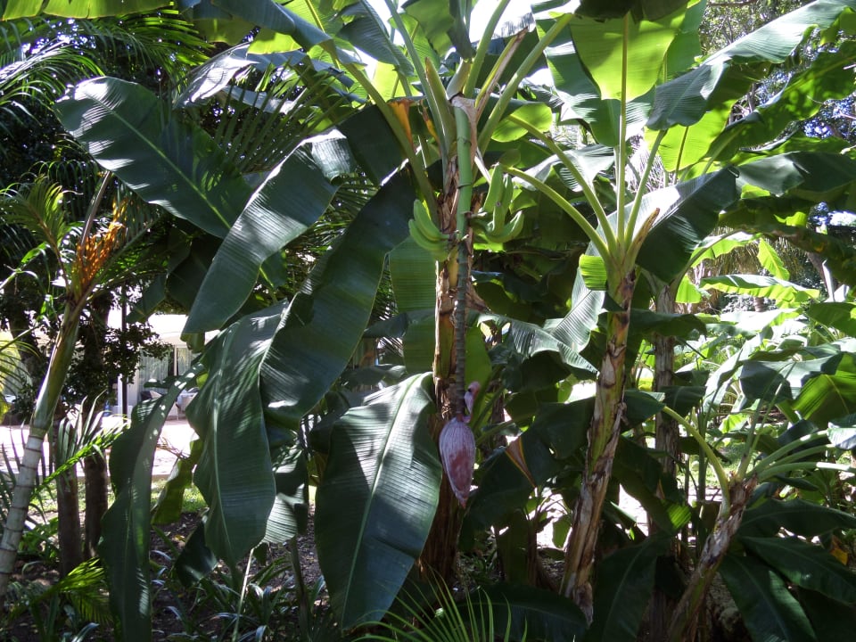 Ruhe und Entspannung pur Sandos Playacar Select Club Adults only - All Inclusive