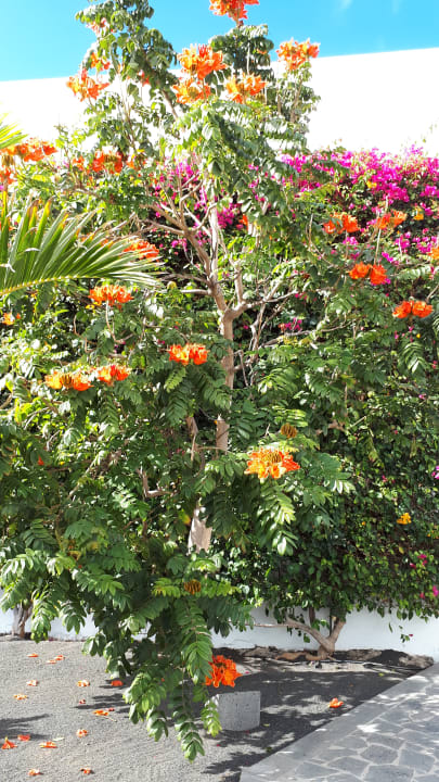 Gartenanlage allsun App.-Hotel Albatros