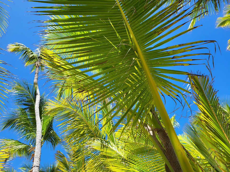 Strand Hotel Riu Palace Bavaro