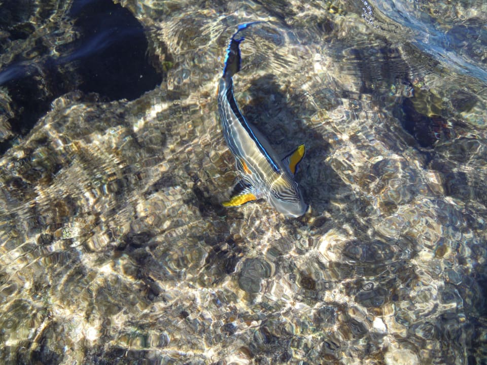 Bunter Fisch direkt am Strand Pickalbatros Citadel Resort