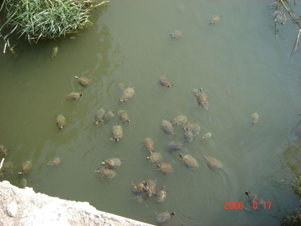 Schildkröten VONRESORT Golden Beach