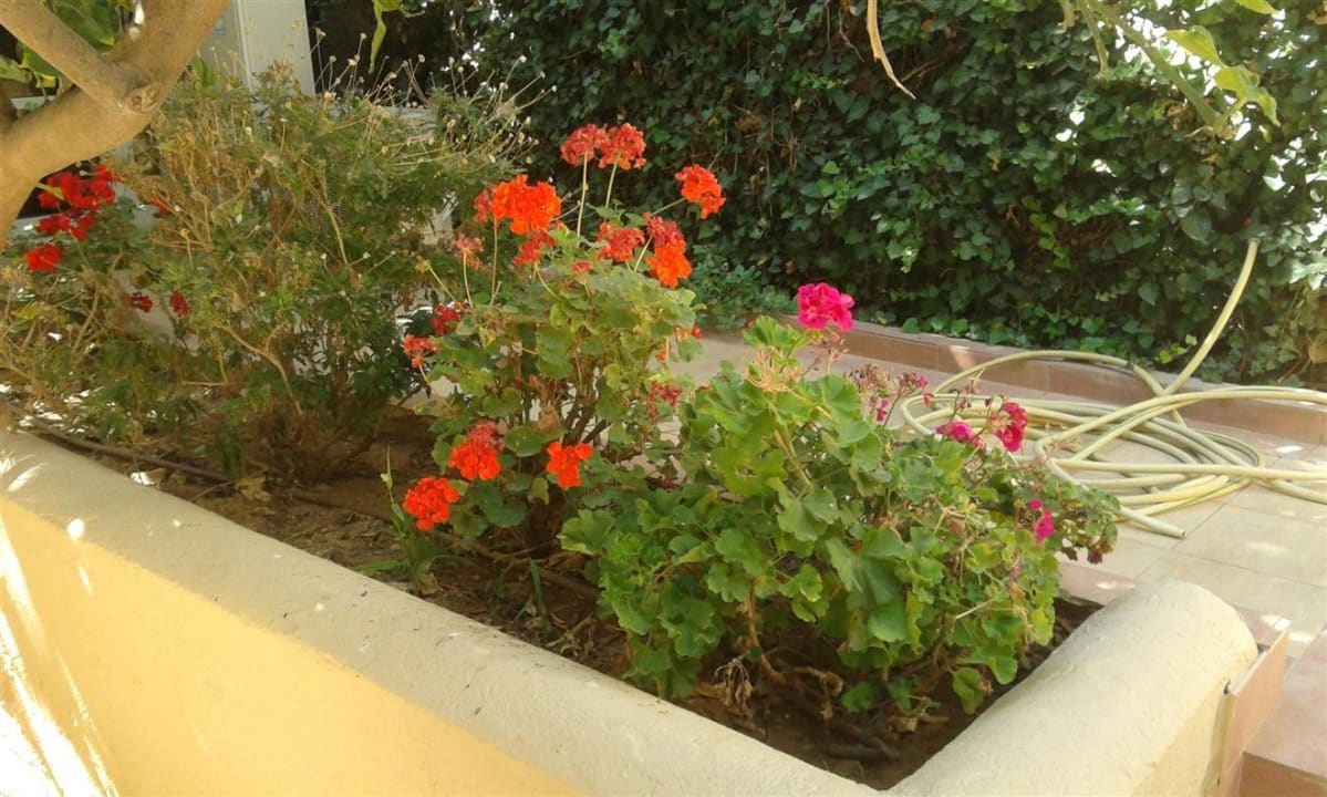 Fast der ganze Blühkram Hotel Achillion Palace