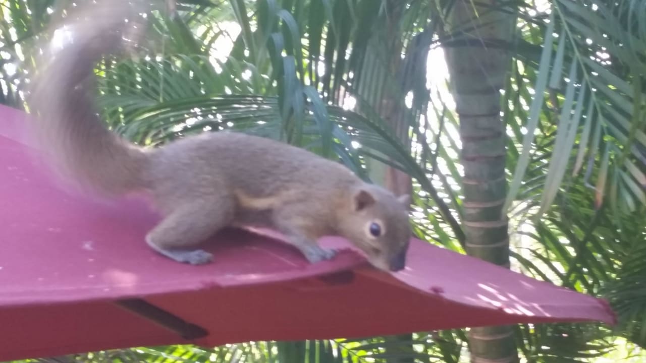 Mitbewohner The Laguna A Luxury Collection Resort & Spa