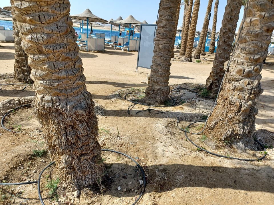 Strand Marina Resort Port Ghalib, a member of Radisson Individuals