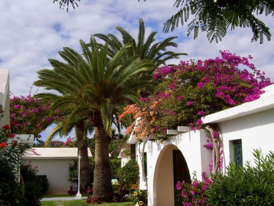 In der Anlage Canary Garden Club