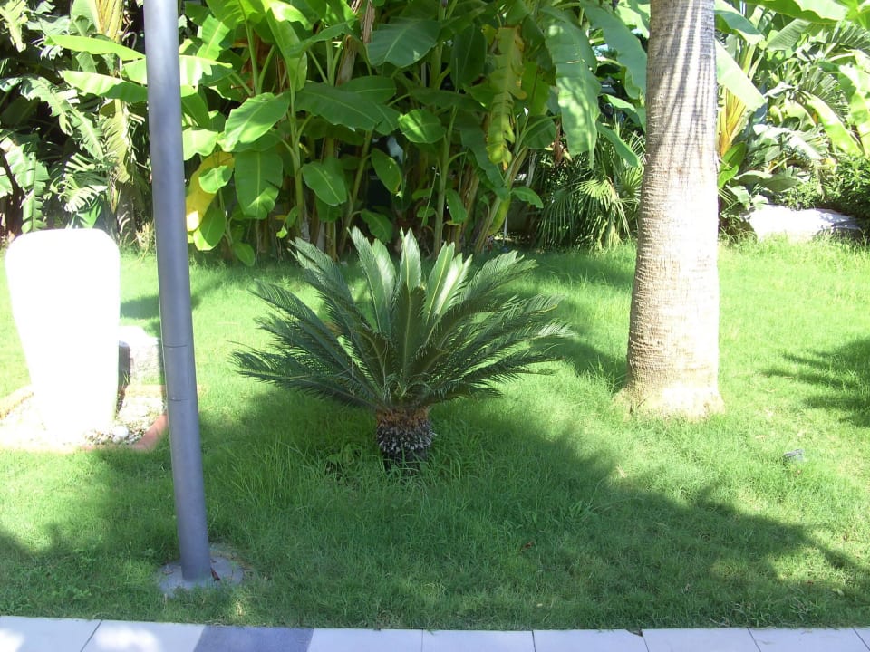 Bepflanzung Sherwood Dreams Resort